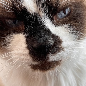 Fundraising Page: Jennifer Podis